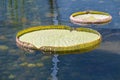 Giant Lily Pad Royalty Free Stock Photo