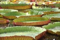 GIANT LILY PAD Royalty Free Stock Photo