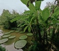 Giant lily pad waterfront villa landscape at Phuket Thailand Royalty Free Stock Photo