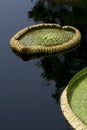 Giant Lily Pads Royalty Free Stock Photo