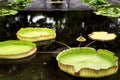 Giant lily pads on water garden Royalty Free Stock Photo