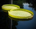 Giant Lily Pads Royalty Free Stock Photo