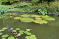 Giant Lily Pads on Garden Pondon Garden Pond Royalty Free Stock Photo