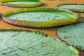 Giant lily pads Royalty Free Stock Photo