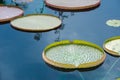 Giant Lily Pads Royalty Free Stock Photo