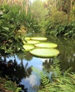 Giant Lily Pads in Water Royalty Free Stock Photo