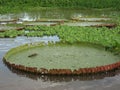 Giant Lily Pads and Water Hyacinth Ucayali River Royalty Free Stock Photo