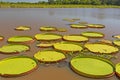 Giant Lily Pads on a Wetland Pond Royalty Free Stock Photo