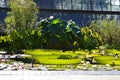 Giant lilypads Royalty Free Stock Photo