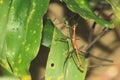 Giant lime green stick bug Royalty Free Stock Photo