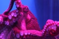 Giant live Octopus in neon light in aquarium Royalty Free Stock Photo