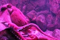 Giant live Octopus in neon light in aquarium Royalty Free Stock Photo