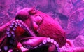 Giant live Octopus in neon light in aquarium Royalty Free Stock Photo