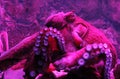 Giant live Octopus in neon light in aquarium Royalty Free Stock Photo