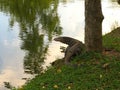 Giant lizard Royalty Free Stock Photo