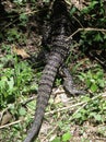 Giant Lizard monitor reptile walking in the jungle Royalty Free Stock Photo