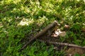 Giant Lizard monitor reptile walking in the jungle Royalty Free Stock Photo