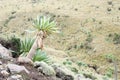 Giant lobelia near Chiro Leba village, Simien mountains Royalty Free Stock Photo