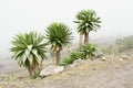 Giant lobelia near Chiro Leba village, Simien mountains Royalty Free Stock Photo