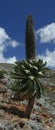 Giant lobelia rynchopetalum in Sanetti plateau. Ethiopia