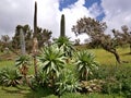 Giant Lobelia, Simien mountains, Ethiopia Royalty Free Stock Photo