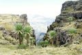 Giant lobelias near Geech camp in Simien mountains