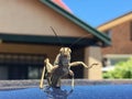 Giant locust grasshopper on car roof