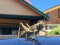 Giant locust grasshopper on car roof