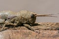 Giant locust on a piece of wood macro photo