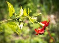 Giant locust sitting on a hibiscus flower with beetles. Close-up photo of a hibiscus flower and beautiful insects. Giant locust