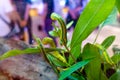 Giant Long green yellow worm Royalty Free Stock Photo