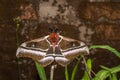Giant Madagascar emperor moth