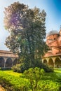 Giant magnolia, cloister of the Saint Anthony`s Basilica, Padua, Italy