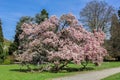 Giant magnolia tree in full blossom