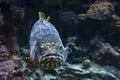 Giant malabar grouper fish Royalty Free Stock Photo