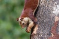 Giant Malabar Squirrel climbing down a tree Royalty Free Stock Photo