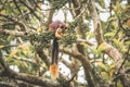 Giant Malabar Squirrel eating in all its cuteness at Nagarahole national park/forest