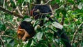 Giant Malabar Squirrel