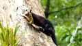 Giant Malabar Squirrel Royalty Free Stock Photo