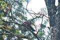 Giant malabar squirrel on the tree branch Royalty Free Stock Photo