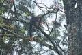 Giant malabar squirrel on the tree branch Royalty Free Stock Photo