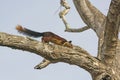 Giant Malabar Squirrel in a tree Royalty Free Stock Photo