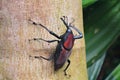 Giant Malaysian Palm Weevil aka Macrochirus praetor.