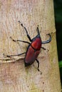 Giant Malaysian Palm Weevil aka Macrochirus praetor.