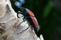 Giant Malaysian Palm Weevil aka Macrochirus praetor.