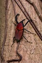 Giant Malaysian Palm Weevil aka Macrochirus praetor.