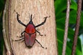 Giant Malaysian Palm Weevil aka Macrochirus praetor.