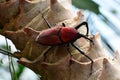 Giant Malaysian Palm Weevil aka Macrochirus praetor.