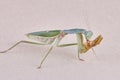 Giant Malaysian shield praying mantis Rhombodera Basalis resting on a tree Royalty Free Stock Photo