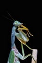 Giant Malaysian shield praying mantis Rhombodera Basalis resting on a tree Royalty Free Stock Photo